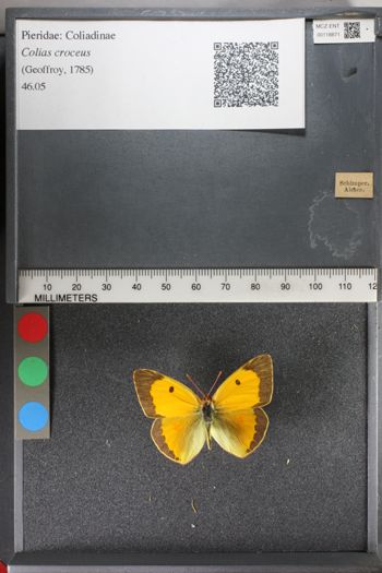 Media type: image;   Entomology 118871